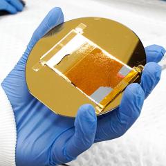 hand holding petri dish